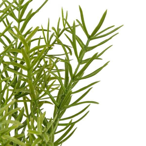 Rosmarin im Glas, 18cm, grün