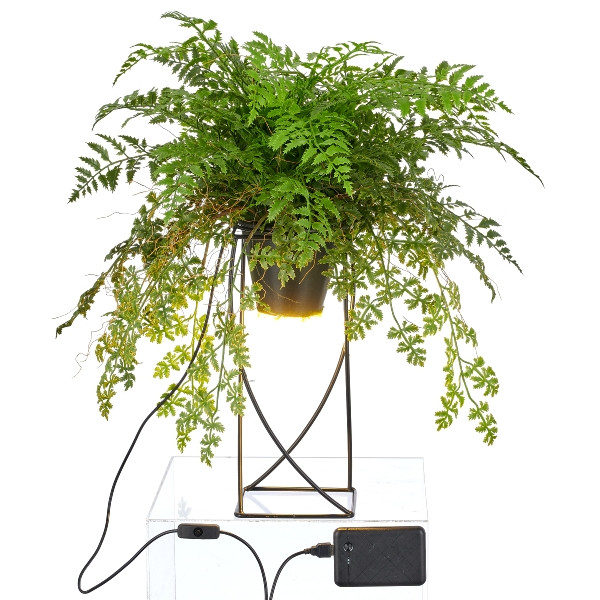 Dekostandleuchte Farnmix, ca. 60cm, grün, auf Metallgestell quadr. 30x12,5cm, LED, 1,5m