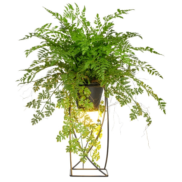 Dekostandleuchte Farnmix, ca. 60cm, grün, auf Metallgestell quadr. 30x12,5cm, LED, 1,5m