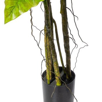 Colocasia x19 Blätter, ca 180cm grün, PU-Stamm im Kunststofftopf 16,5x14,5cm
