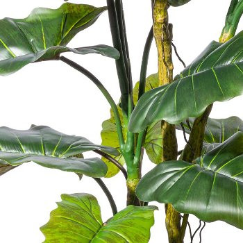 Colocasia x19 Blätter, ca 180cm grün, PU-Stamm im Kunststofftopf 16,5x14,5cm