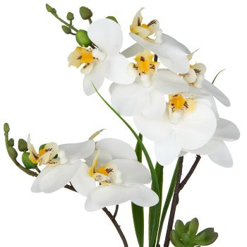Phalaenopsis x2, 30cm, weiß, im weißen Keramiktopf 8x7cm, Real Touch