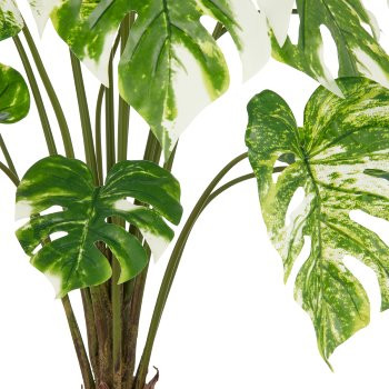 Split Philodendron x15, 100cm, grün-weiß, im grauen Kunststofftopf 17,5x18cm mit