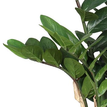Zamifolia x7, 70cm, 120 Bl., im Topf Ø 12x11cm