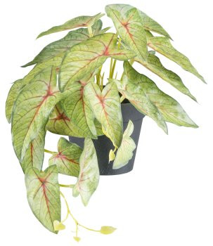 Hängepflanzen x22 Bl., H 18cm L 30cm 3fa.so., im Kunststofftopf 9x8cm