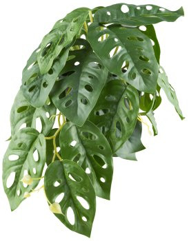 Hängepflanzen x22 Bl., H 18cm L 30cm 3fa.so., im Kunststofftopf 9x8cm