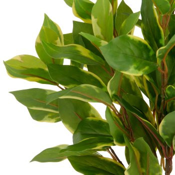 Epipremnum aureum x8, ca 40cm, grün, Kunststoff, im Kunststofftopf 11,5x10,5cm mit