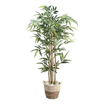 Bambus x6, 480 Bla.ca. 130 cm