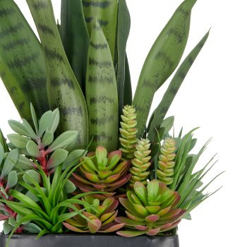 Sukkulentenarrangement 55 cm (16x17 cm Topf)