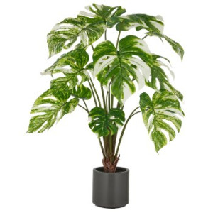 Split Philodendron x15, 100cm, grün-weiß, im grauen Kunststofftopf 17,5x18cm mit