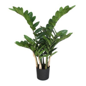 Zamifolia x7, 70cm, 120 Bl., im Topf Ø 12x11cm