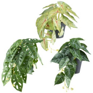 Hängepflanzen x22 Bl., H 18cm L 30cm 3fa.so., im Kunststofftopf 9x8cm