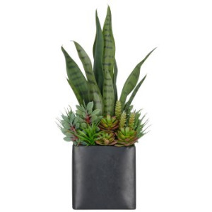 Sukkulentenarrangement 55 cm (16x17 cm Topf)