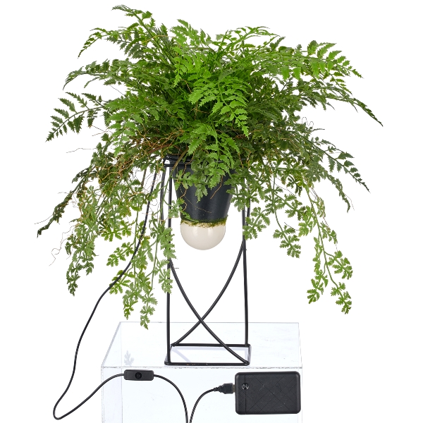 Dekostandleuchte Farnmix, ca. 60cm, grün, auf Metallgestell quadr. 30x12,5cm, LED, 1,5m