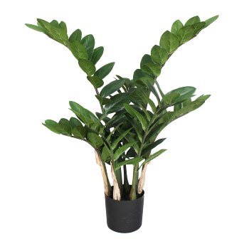 Zamifolia x7, 70cm, 120 Bl., im Topf Ø 12x11cm